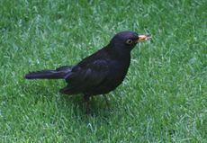 Amsel-11-Tag-2.jpg